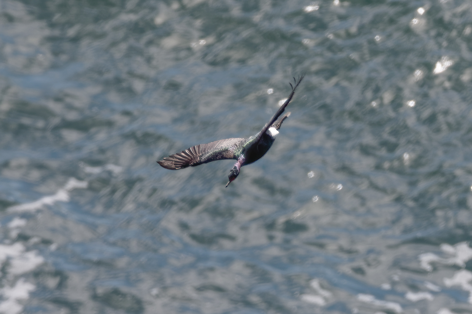 Pelagic Cormorant