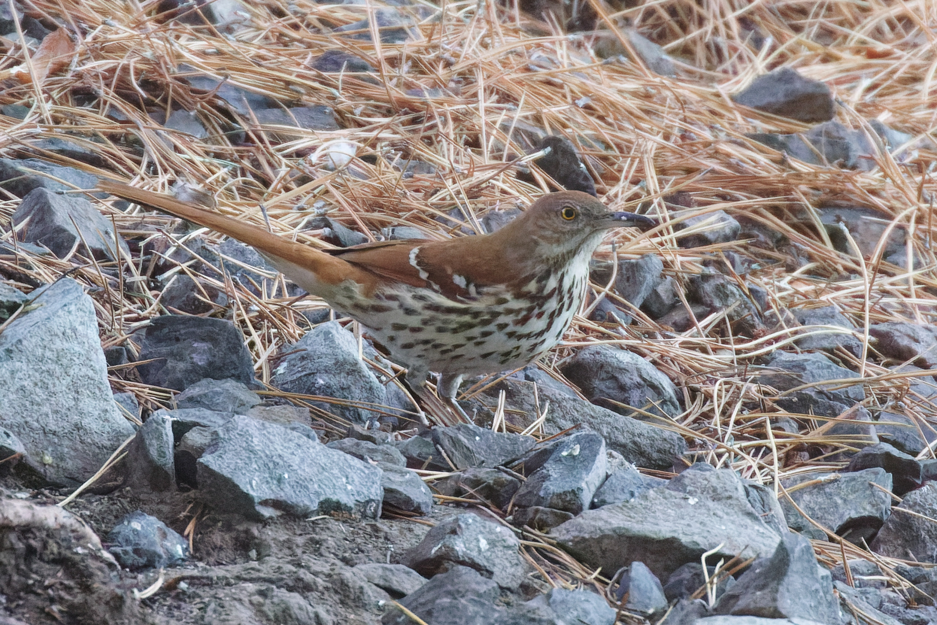 Brown Thrasher juvenile