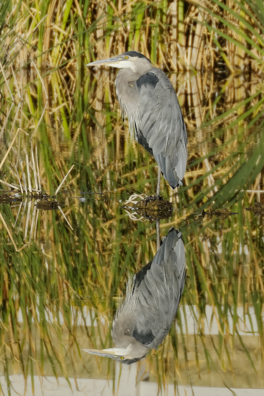 Non-breeding colors