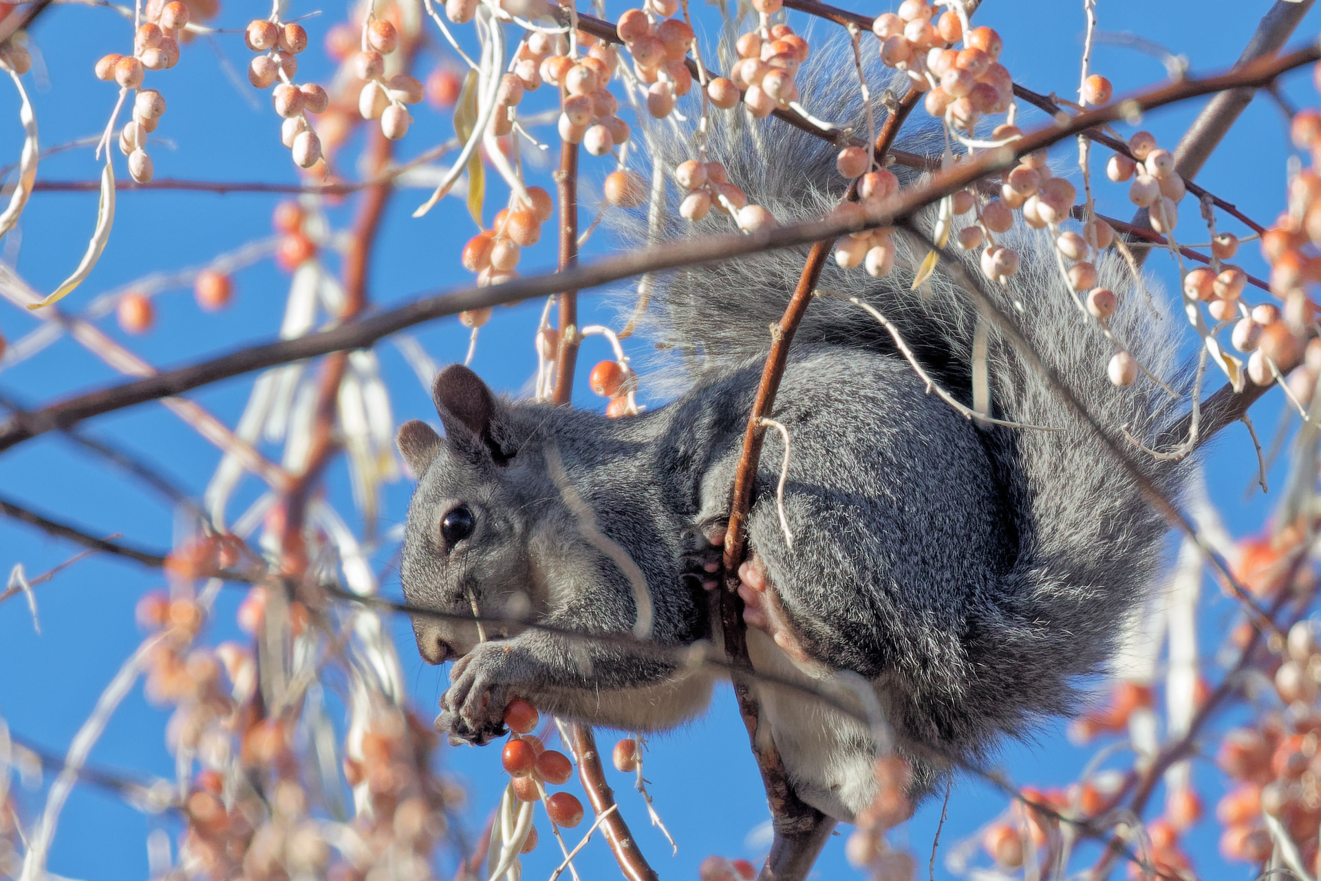 Western Gray Squirrel