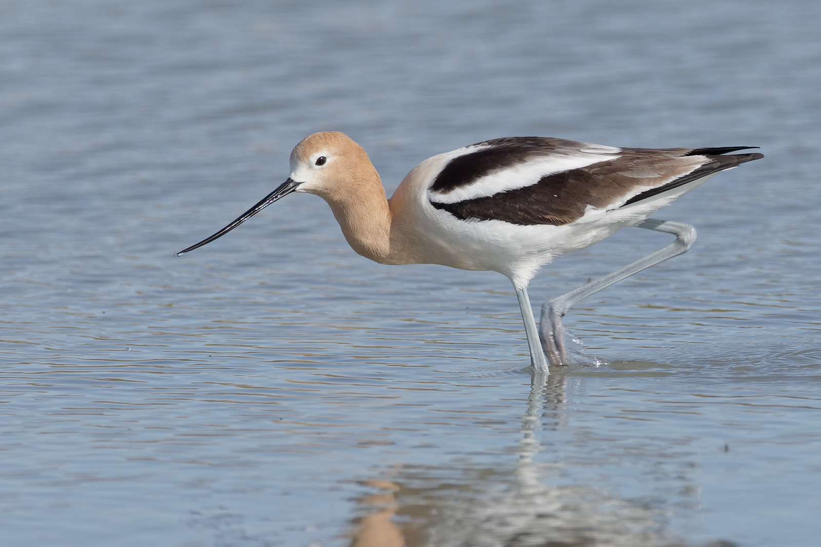 American Avocet