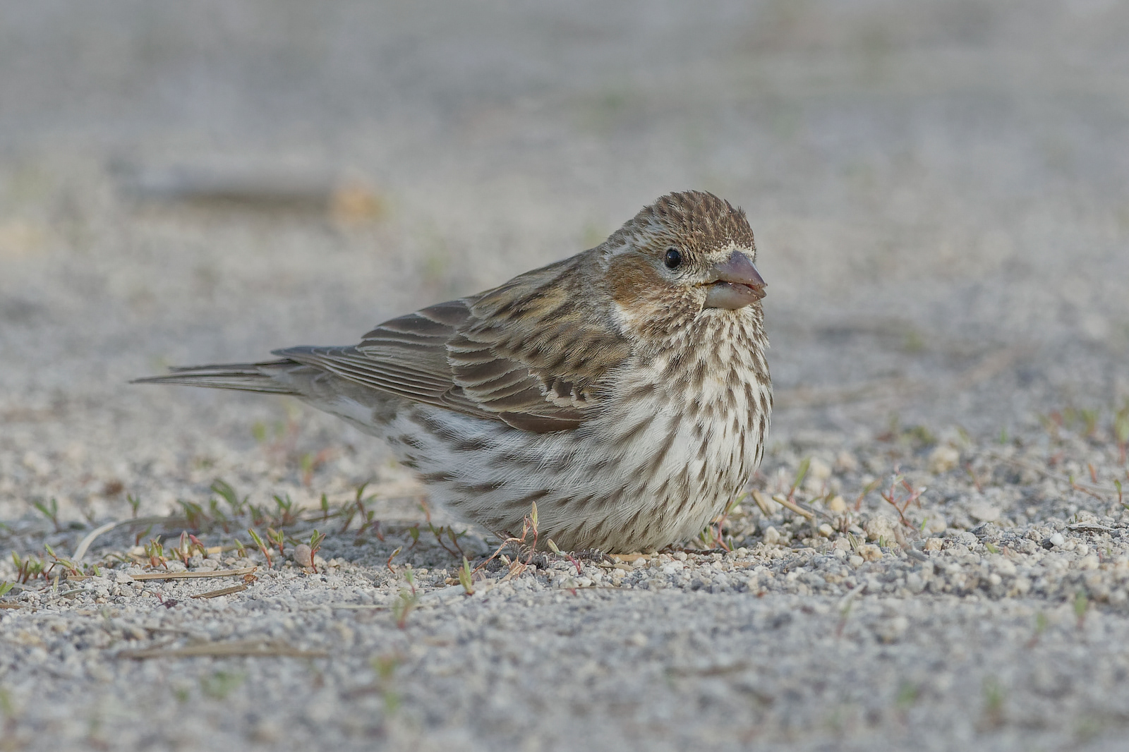 Cassin's Finch hatch year