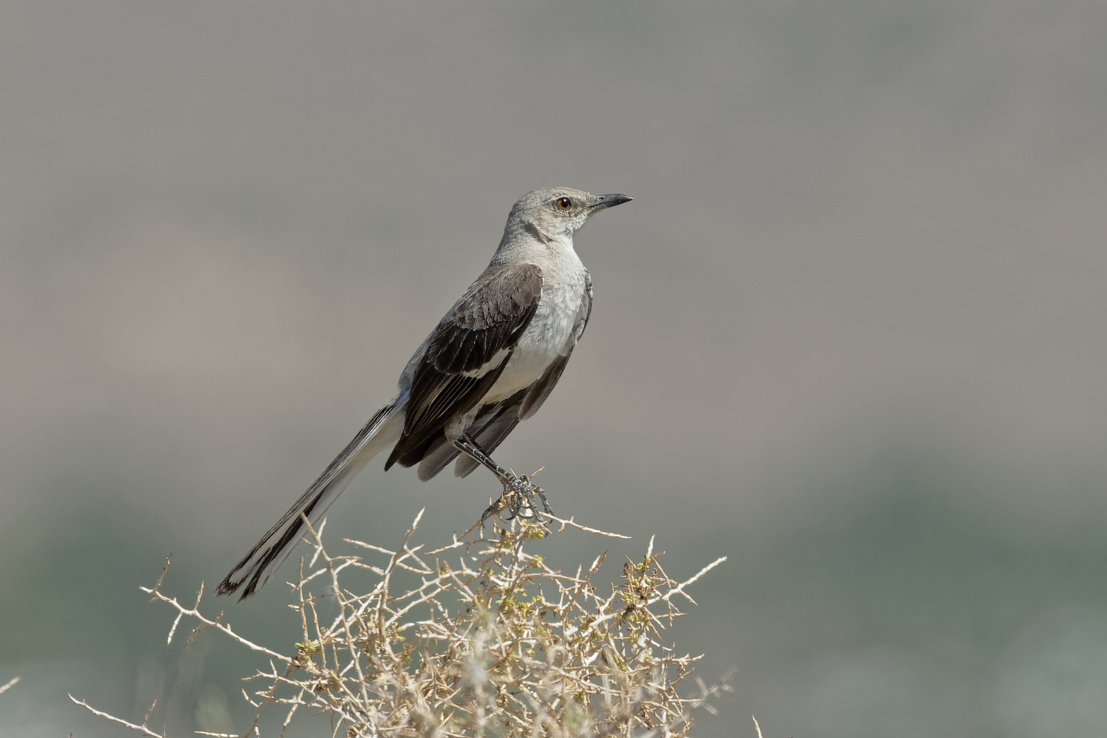 Northern Mockingbird