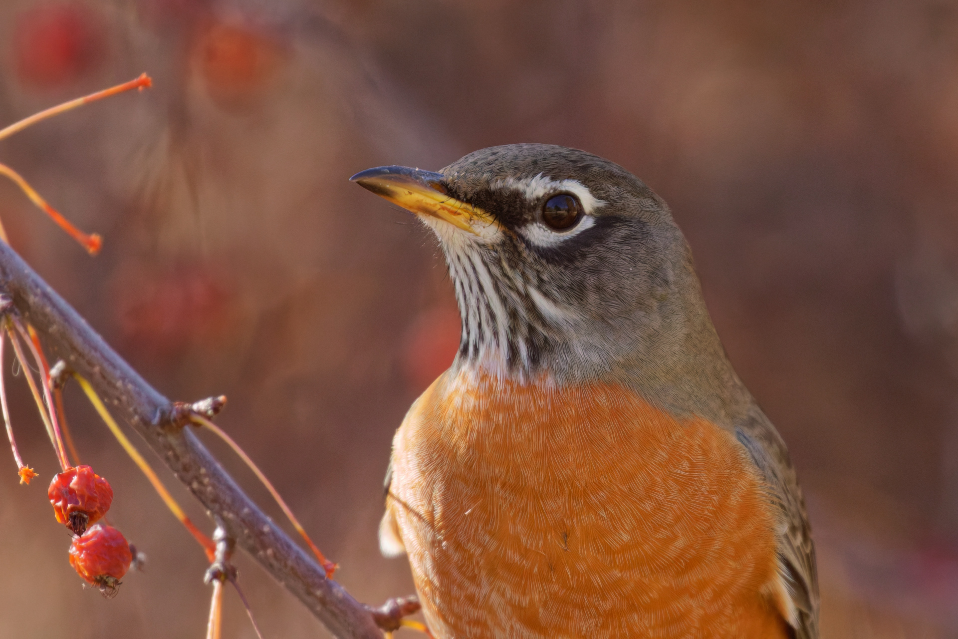 American Robin