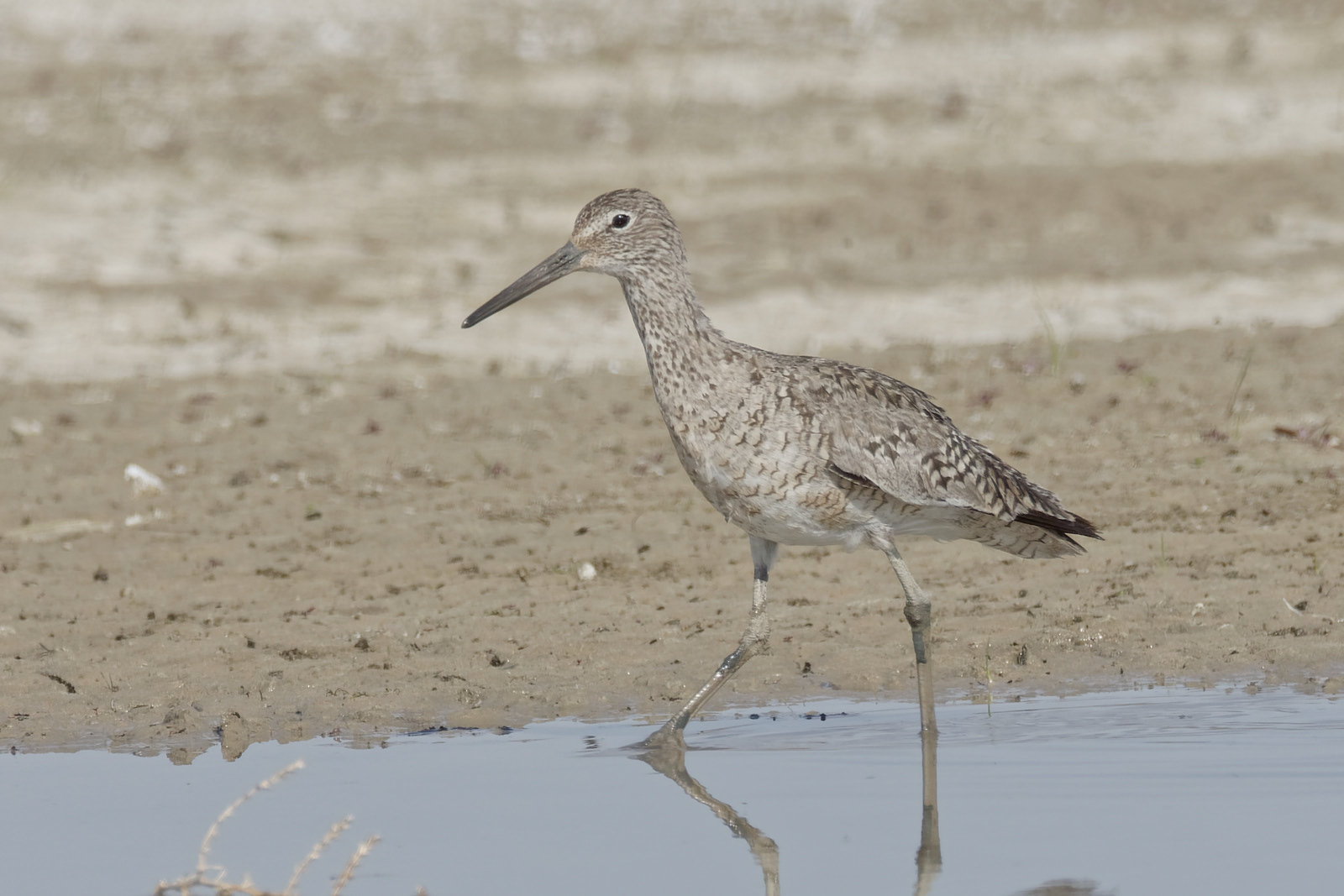 Willet