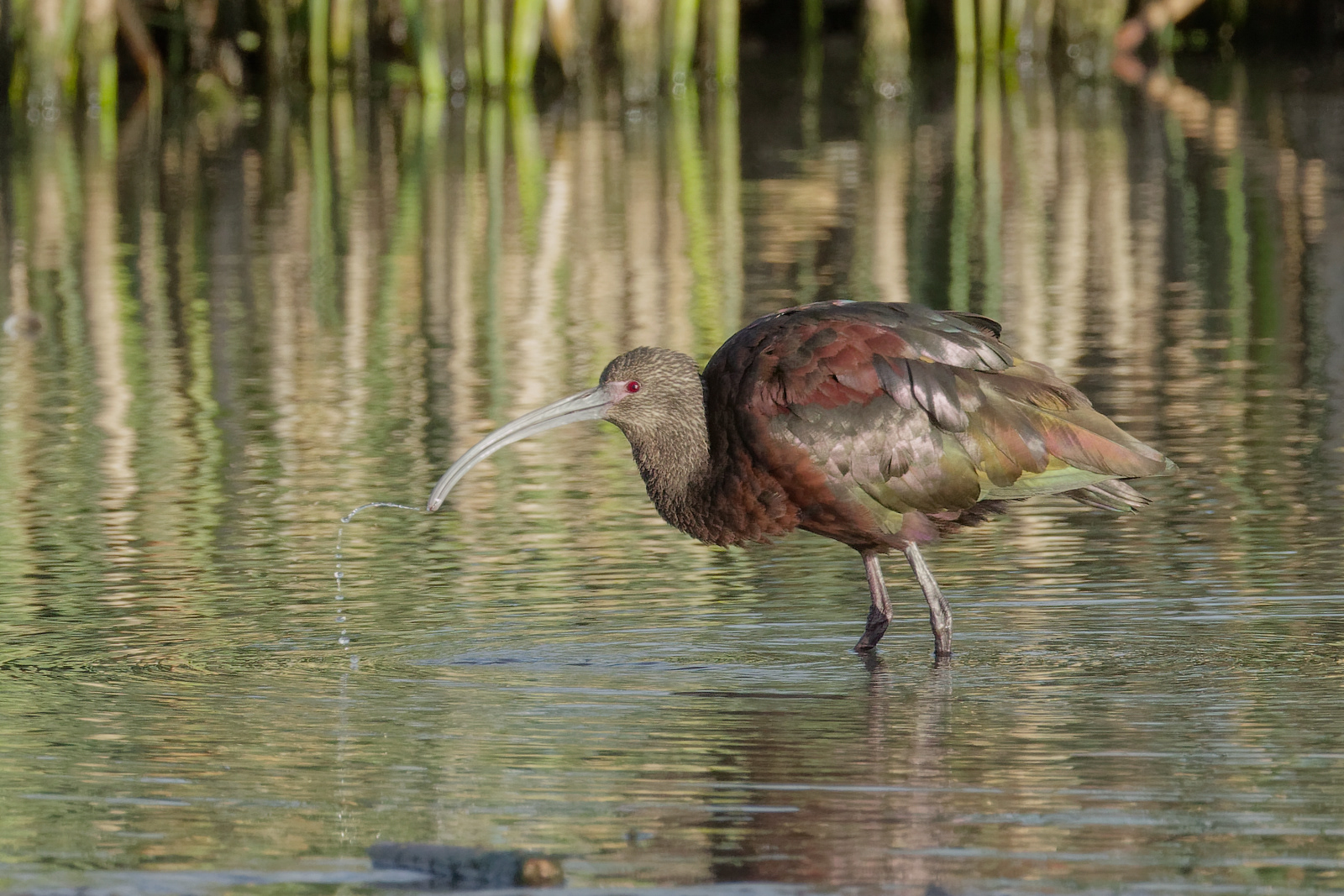 White-faced Ibis