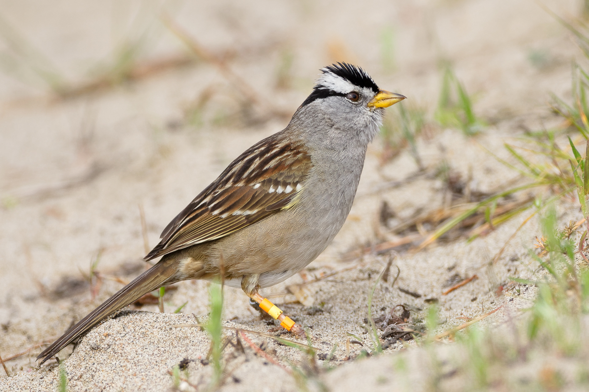 White-crowned Sparrow