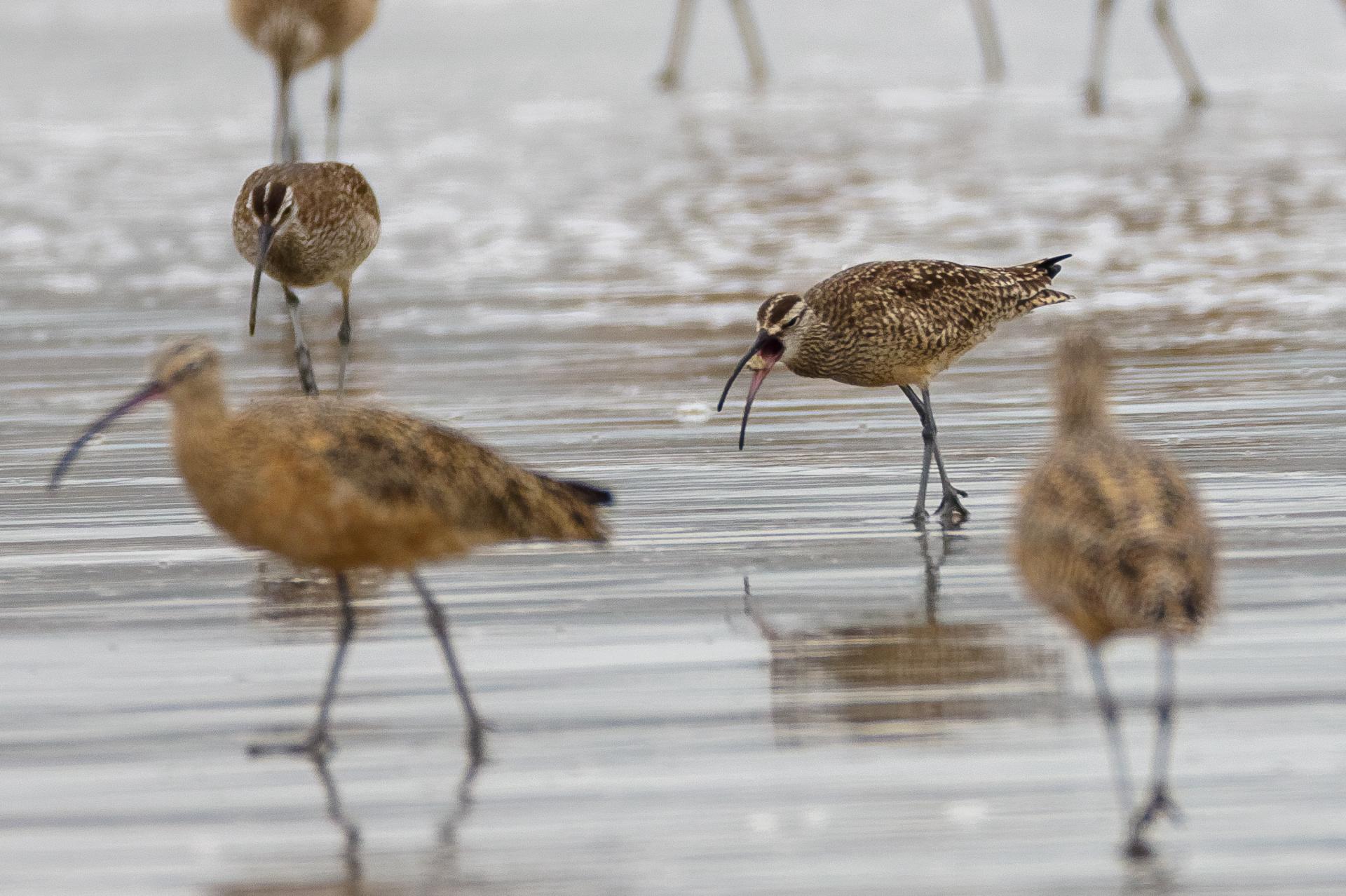 Whimbrel