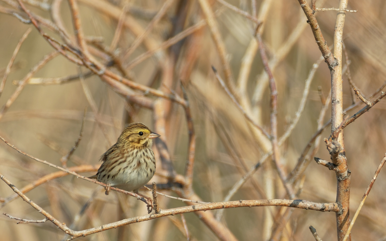 Savannah Sparrow