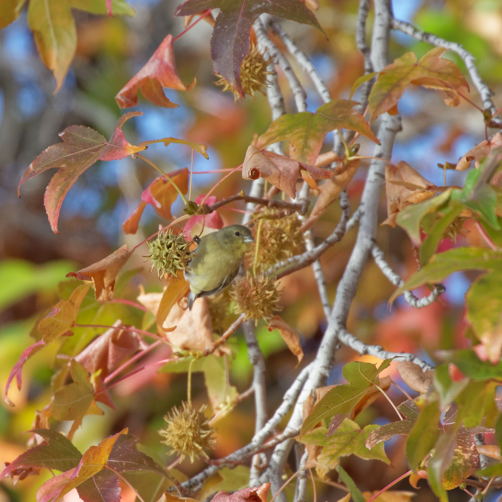 Lesser Goldfinch female