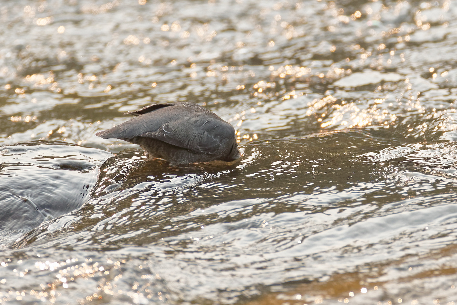 American Dipper