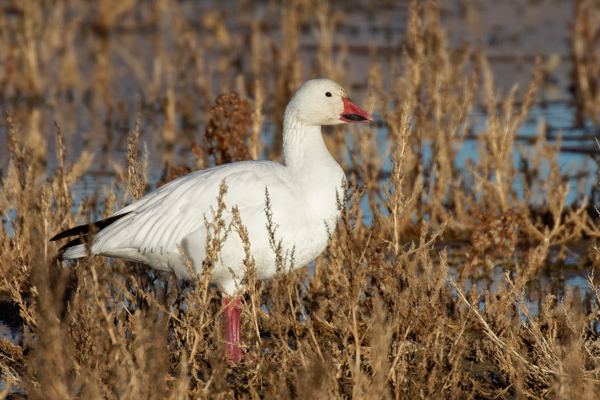 Snow Goose