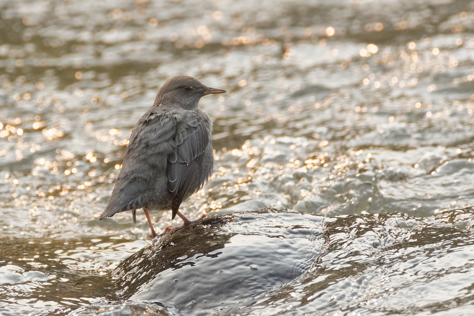 American Dipper