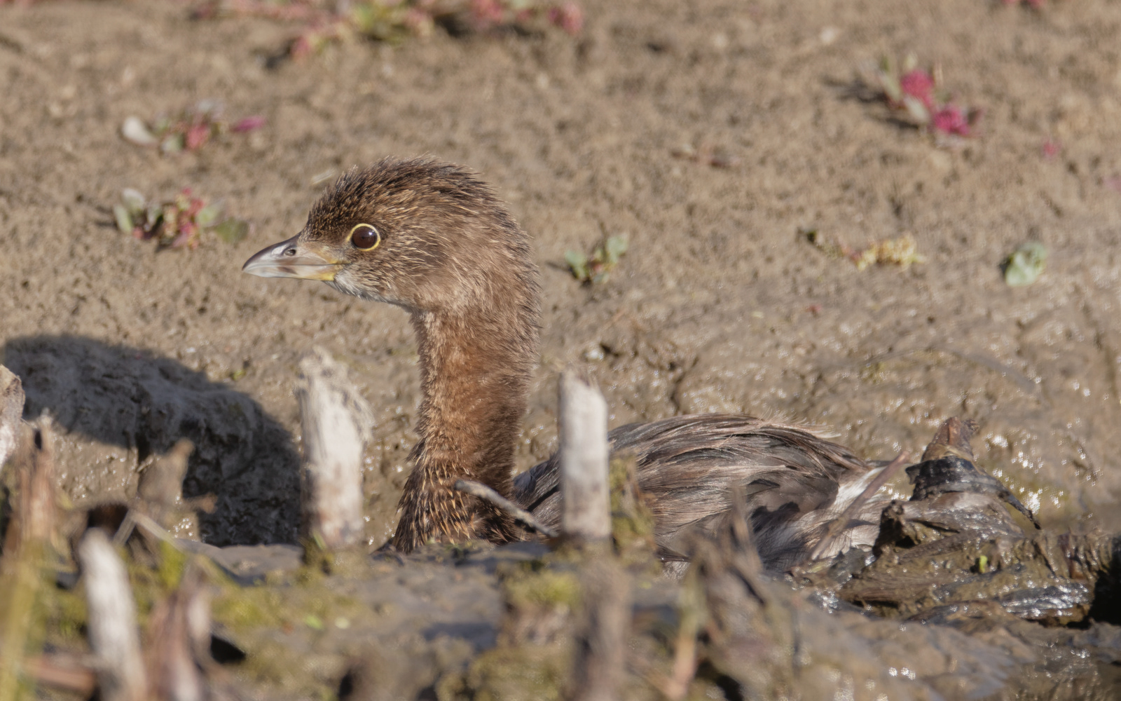 Pied-billed Grebe