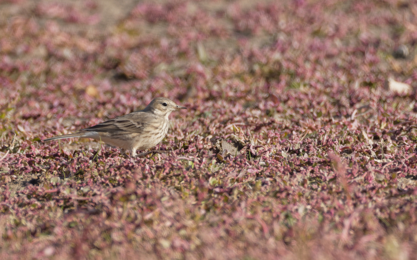 American Pipit
