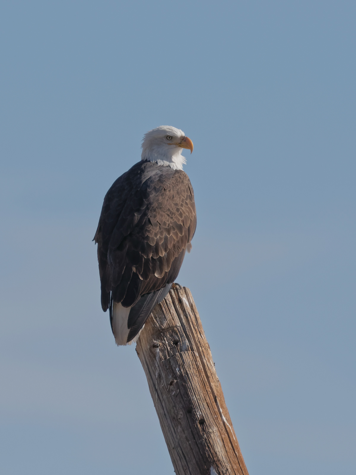Bald Eagle