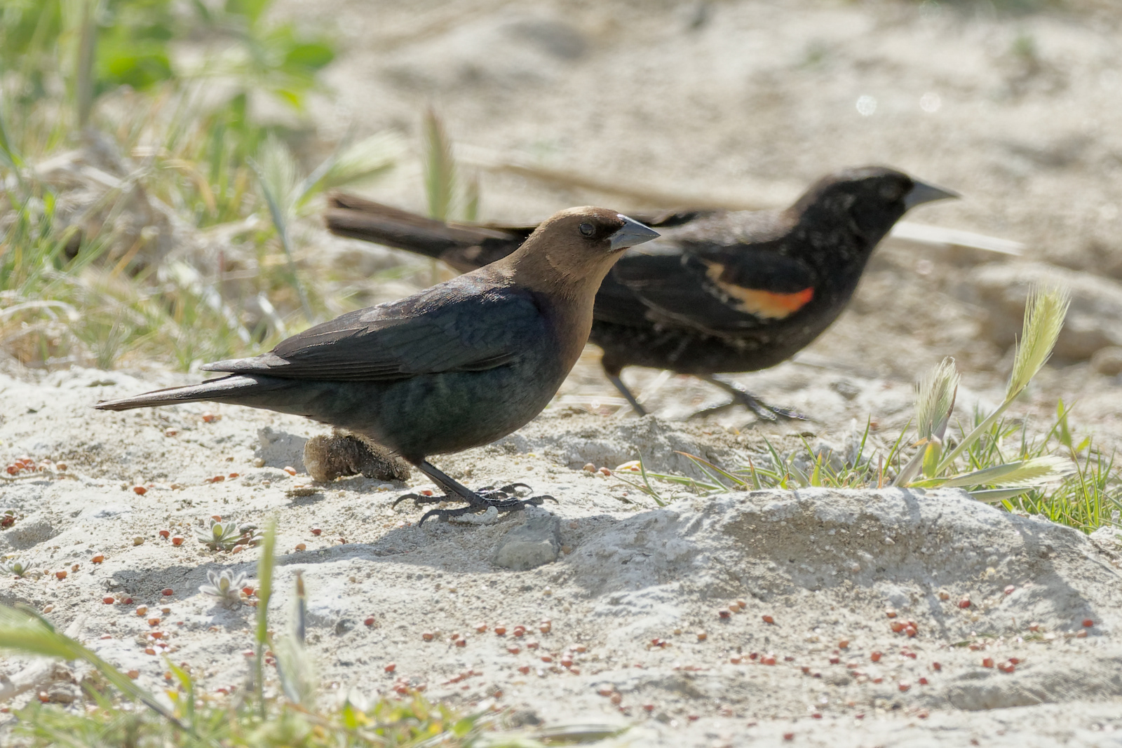 Brown-headed Cowbird male