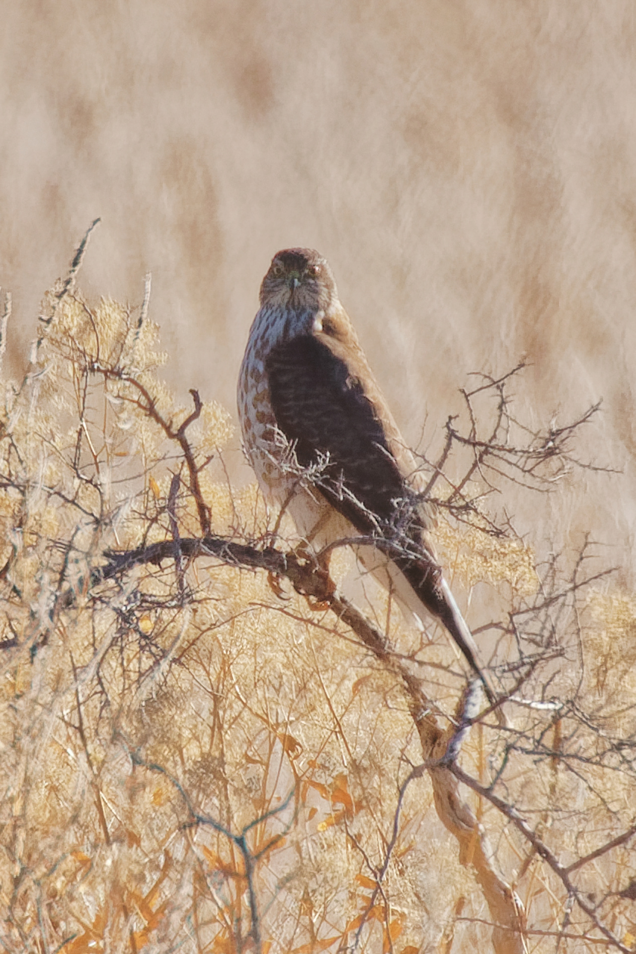 Sharp-shinned Hawk