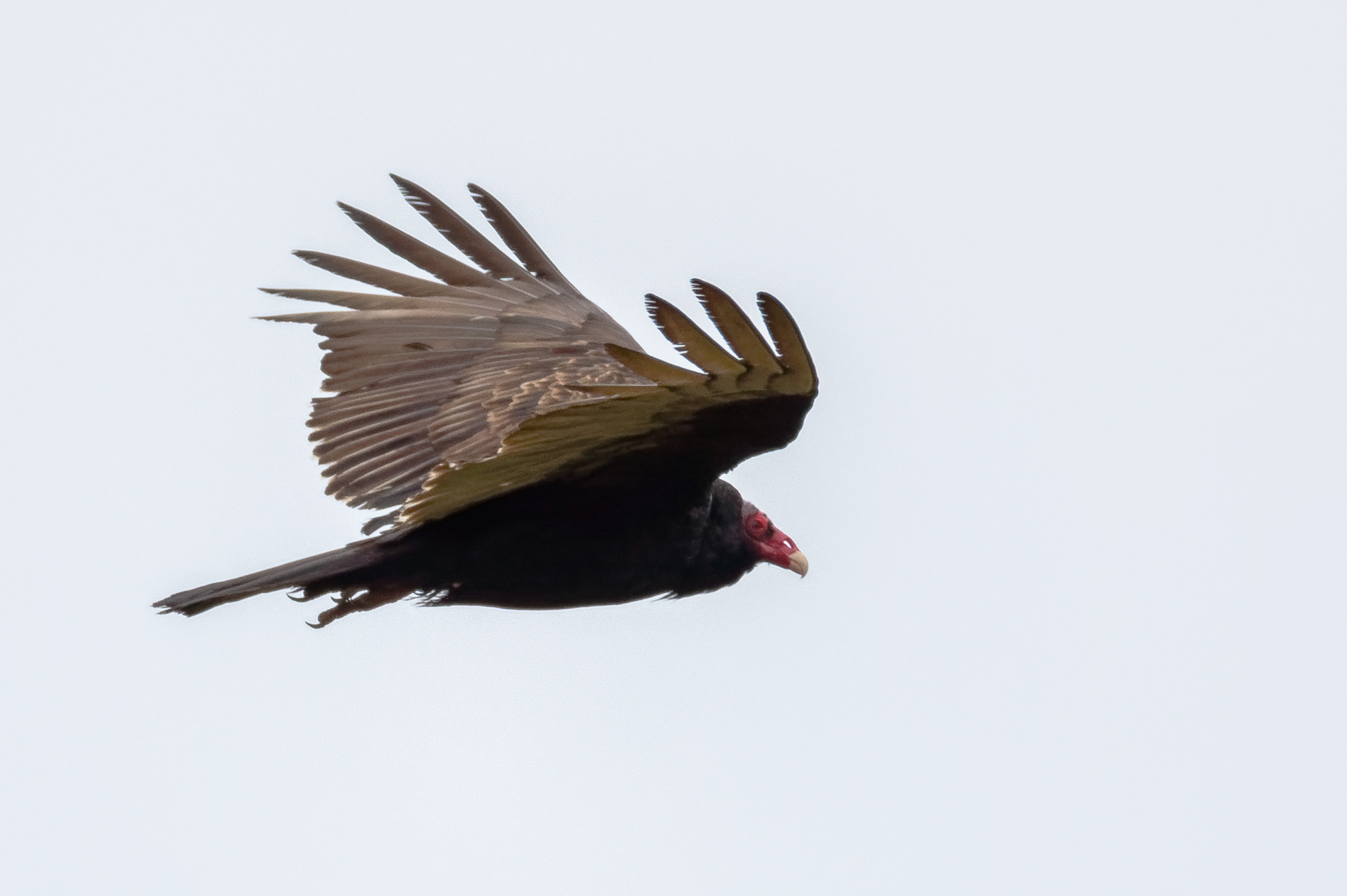 Turkey Vulture