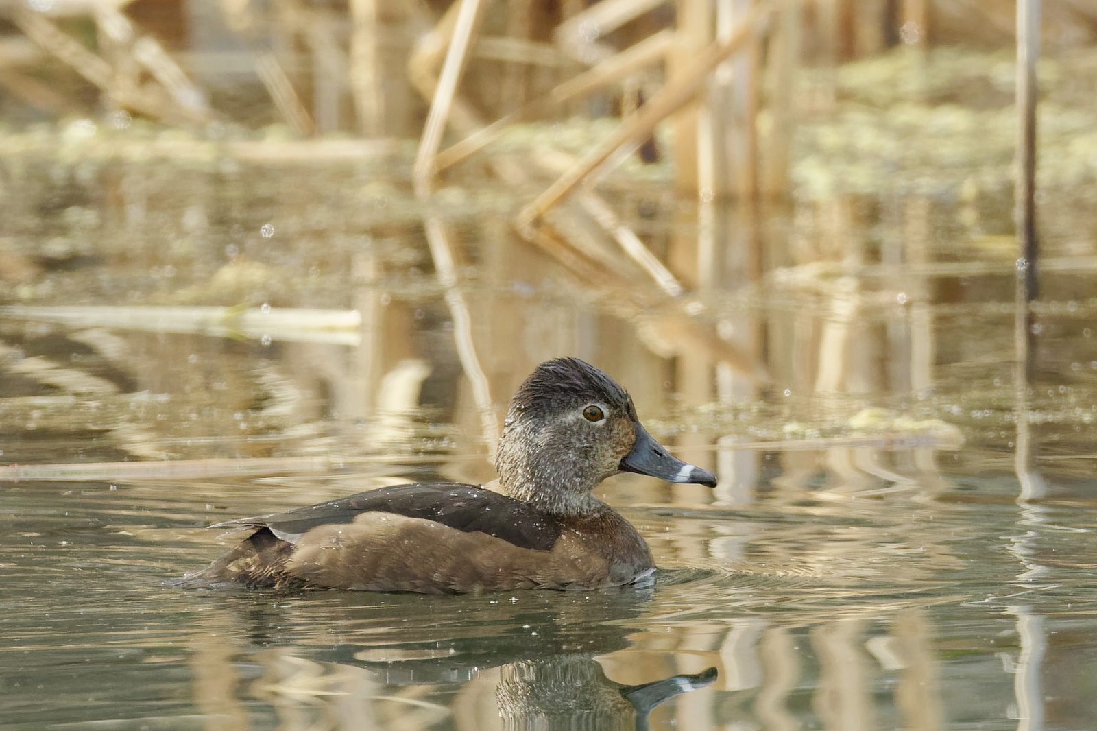 Ring-necked Duck hen