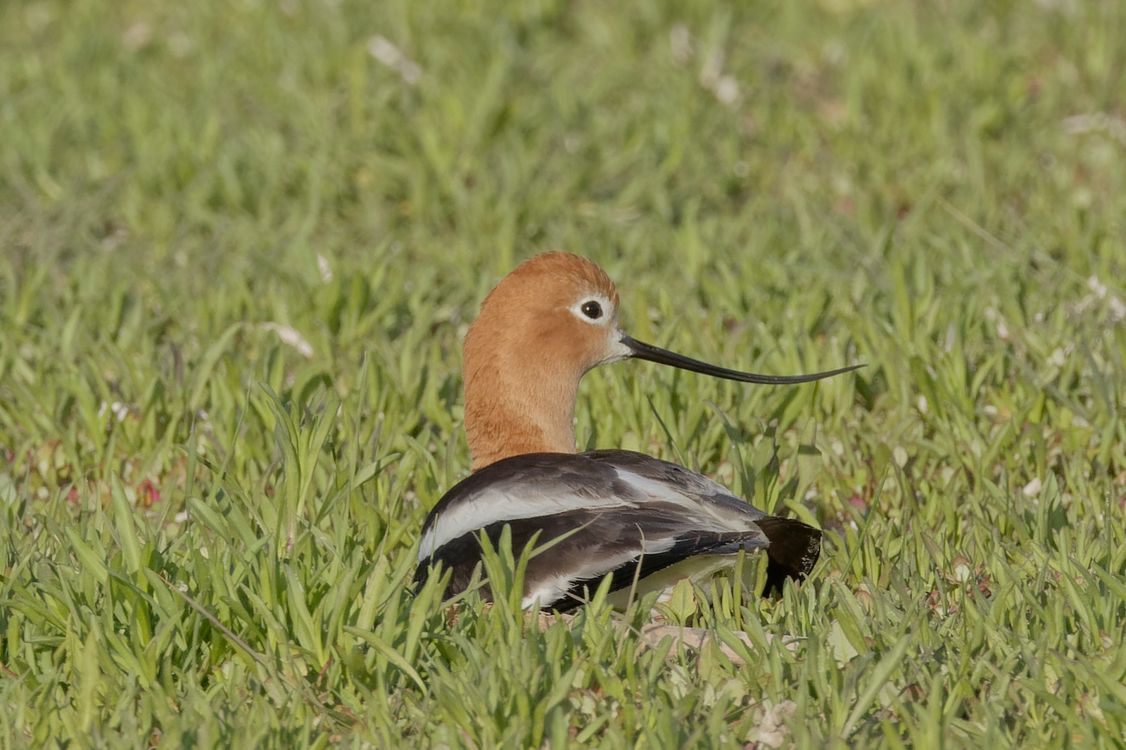 American Avocet