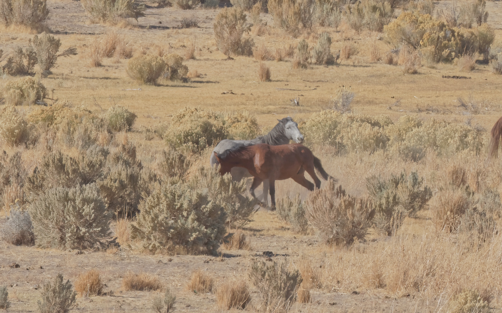 Wild Horse