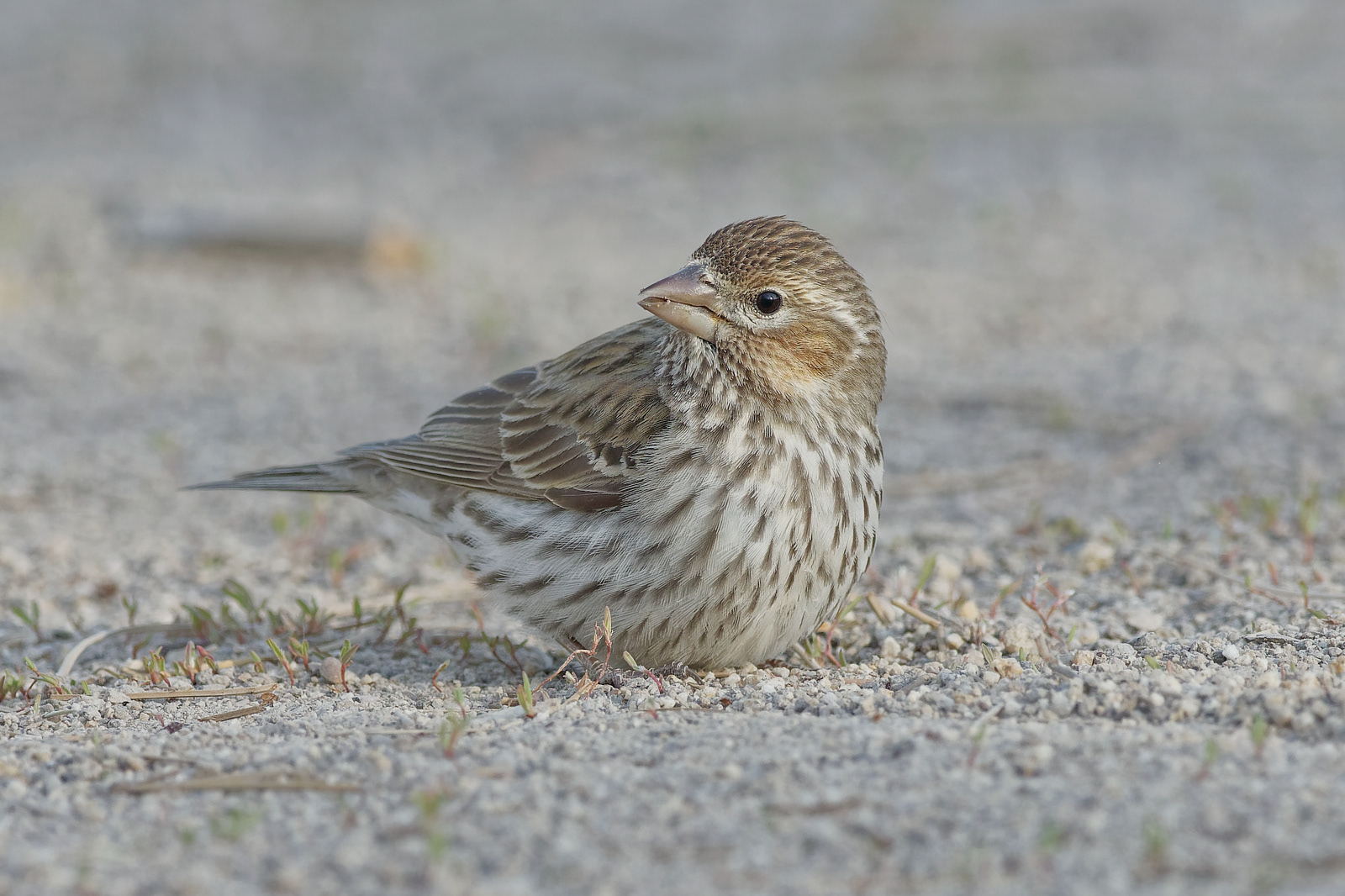 Cassin's Finch hatch year