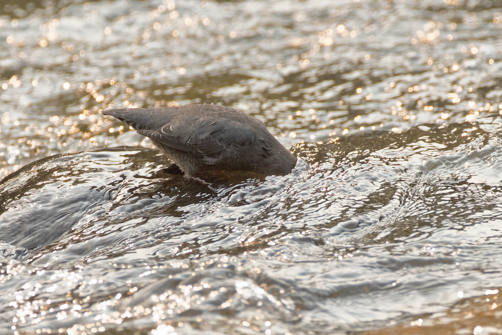 American Dipper