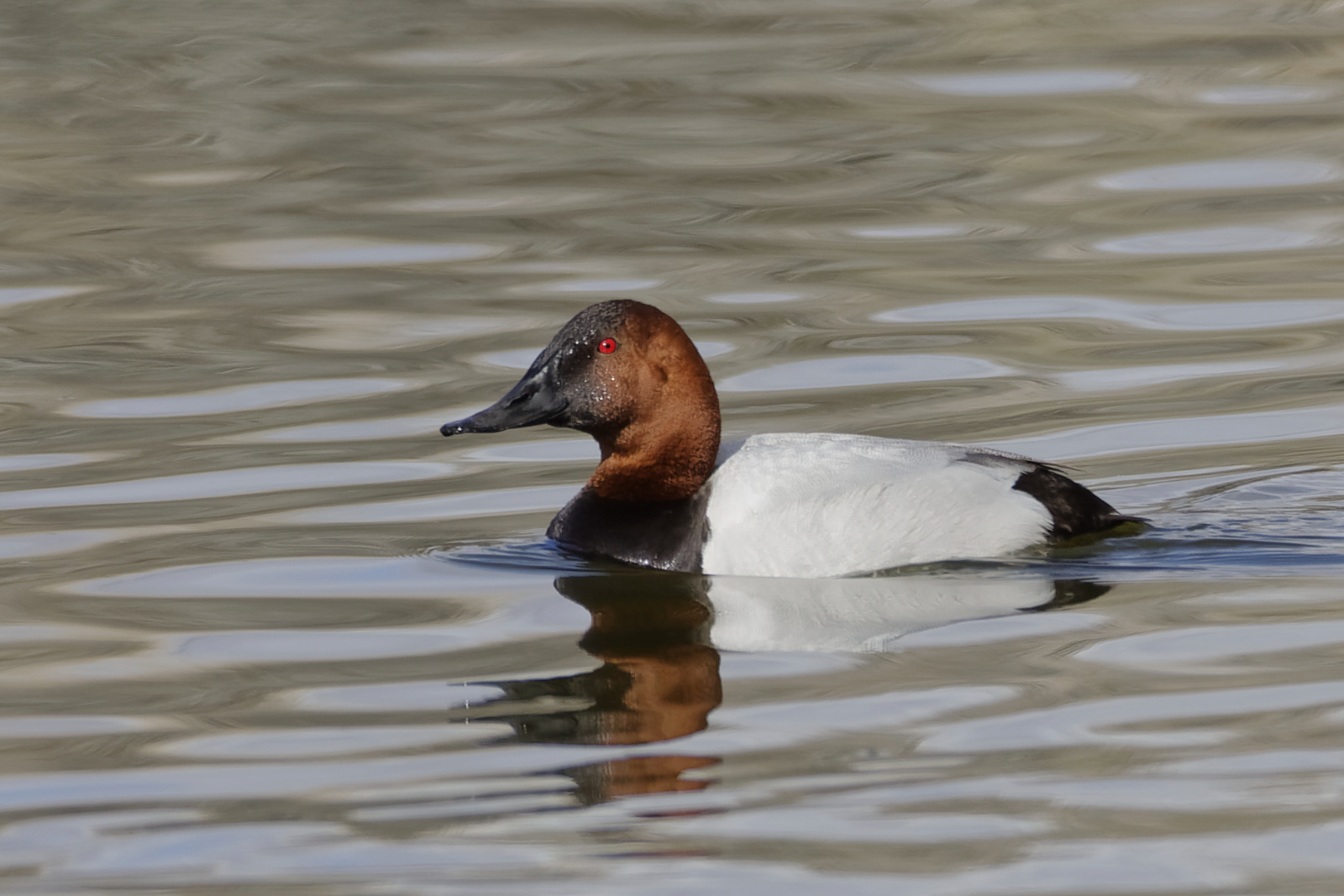 Canvasback Drake