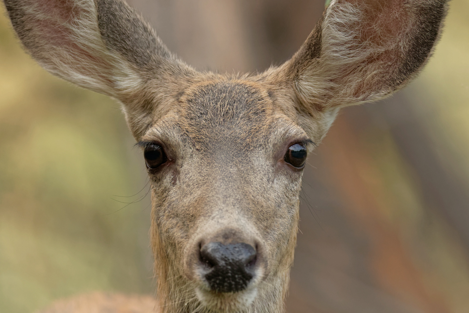 Mule Deer doe