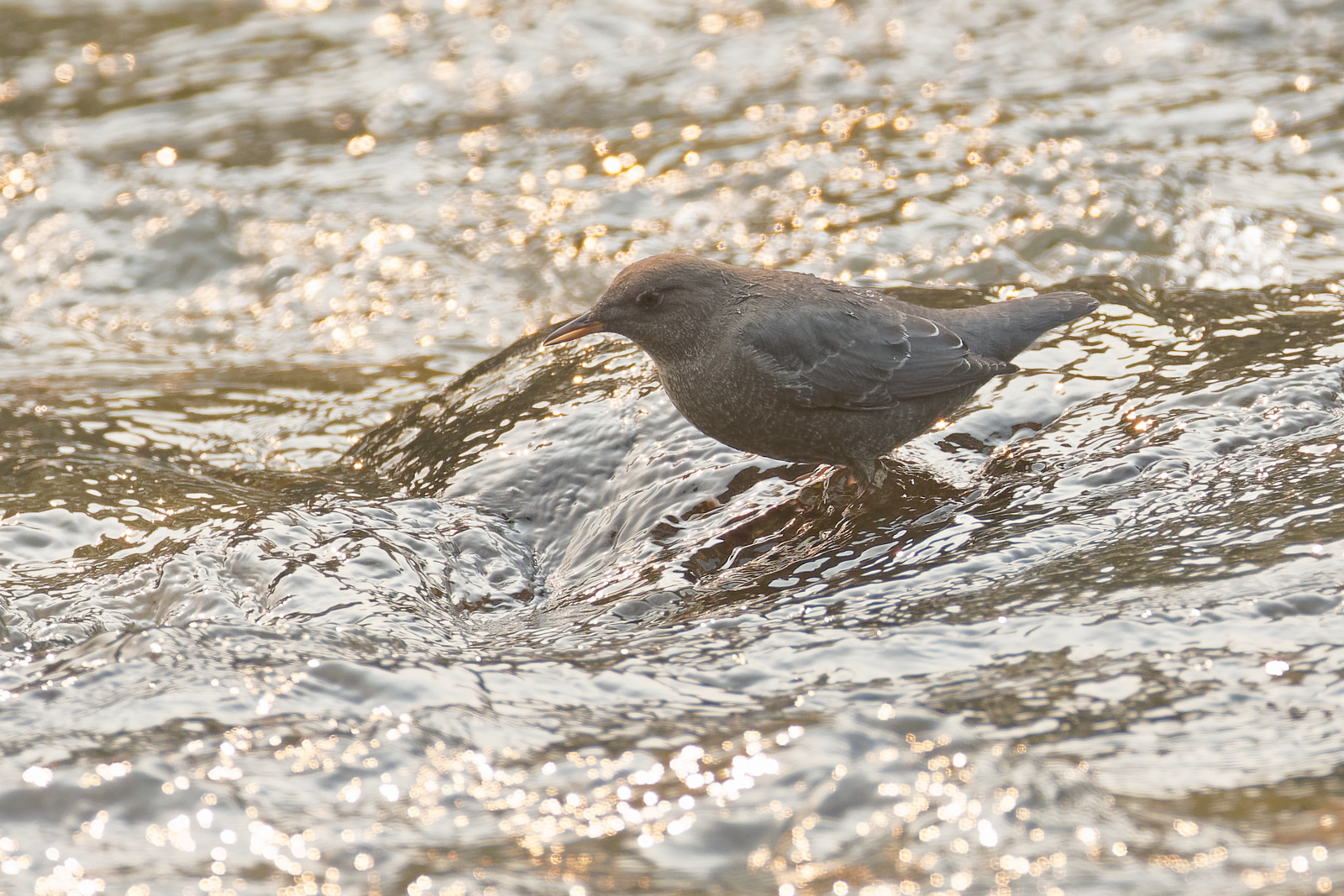American Dipper