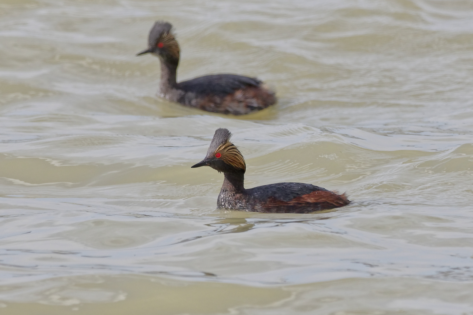Eared Grebe