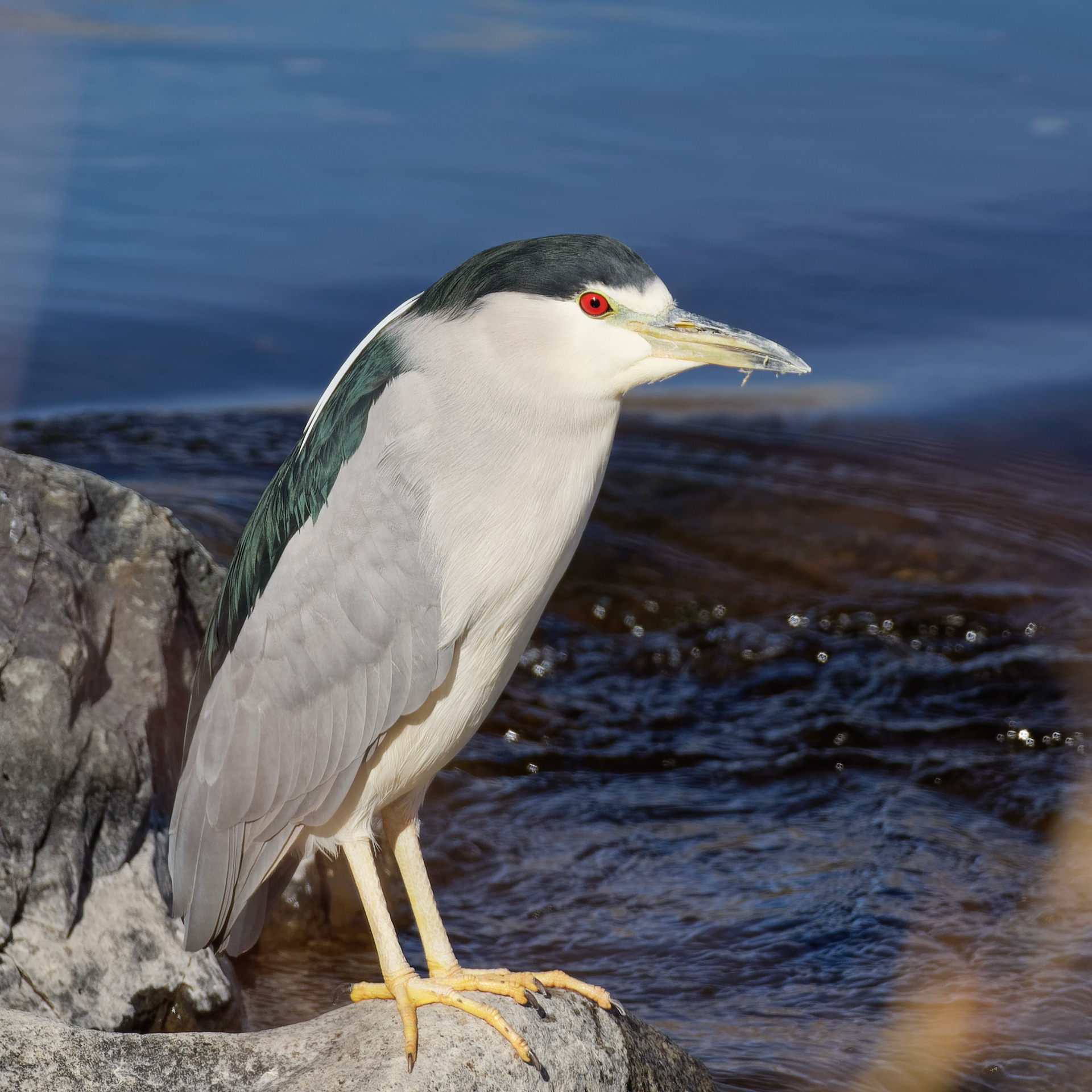 Black-crowned Night Heron