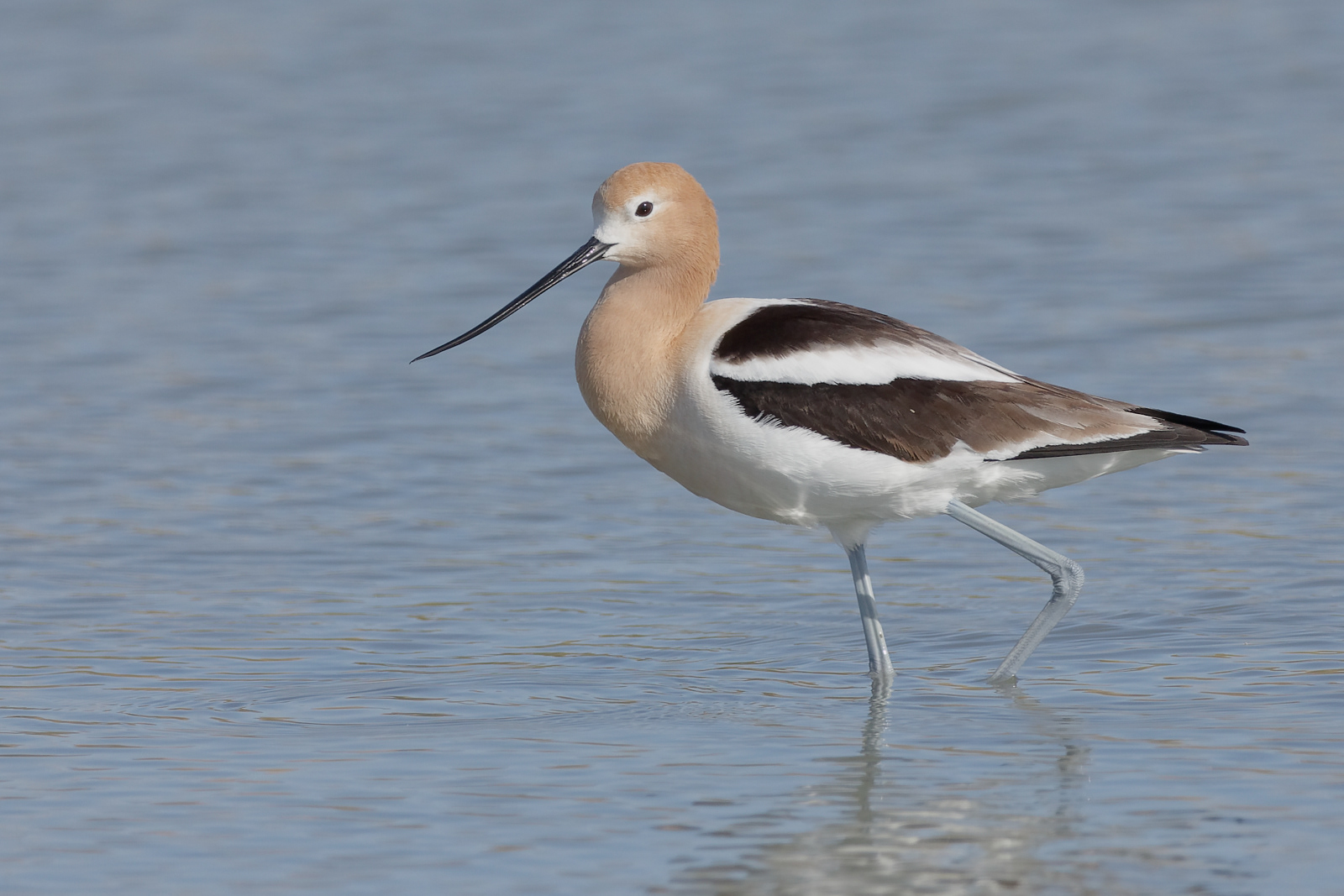 American Avocet