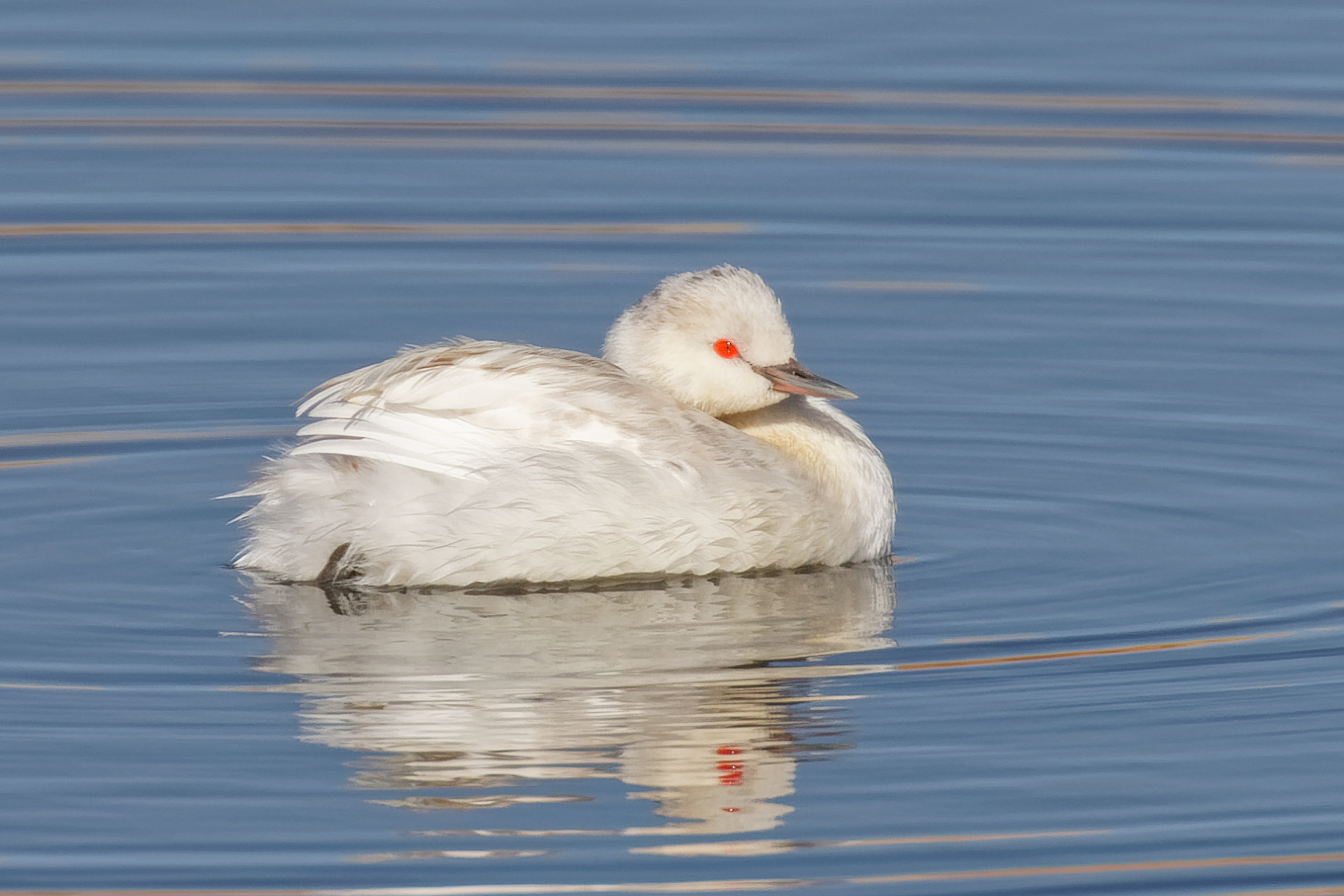 Leucistic Eared Grebe
