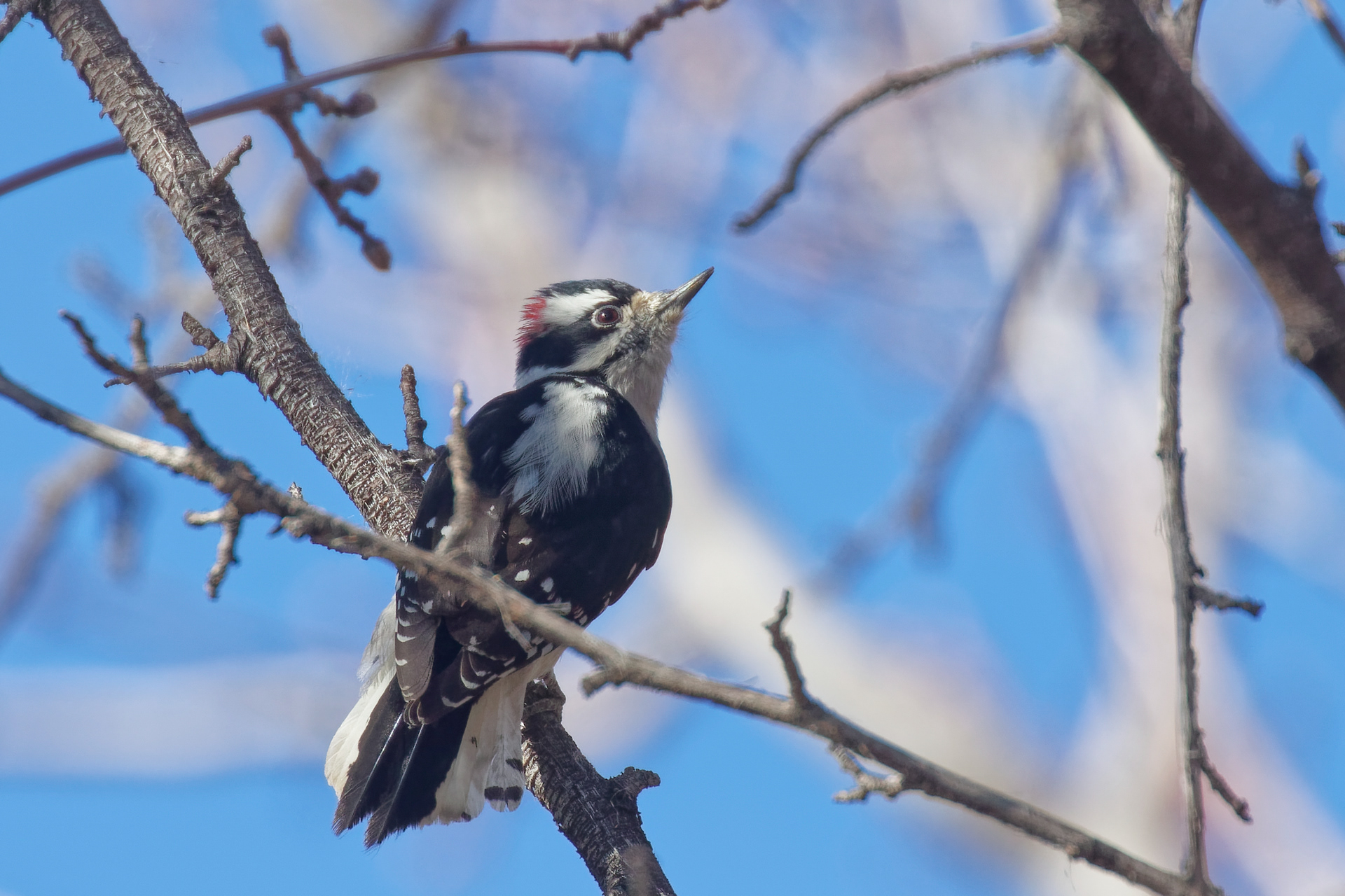 Downy Woodpecker male