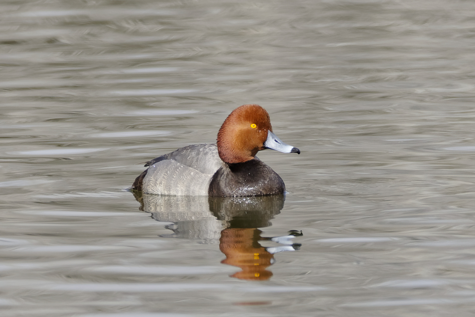 Redhead Drake