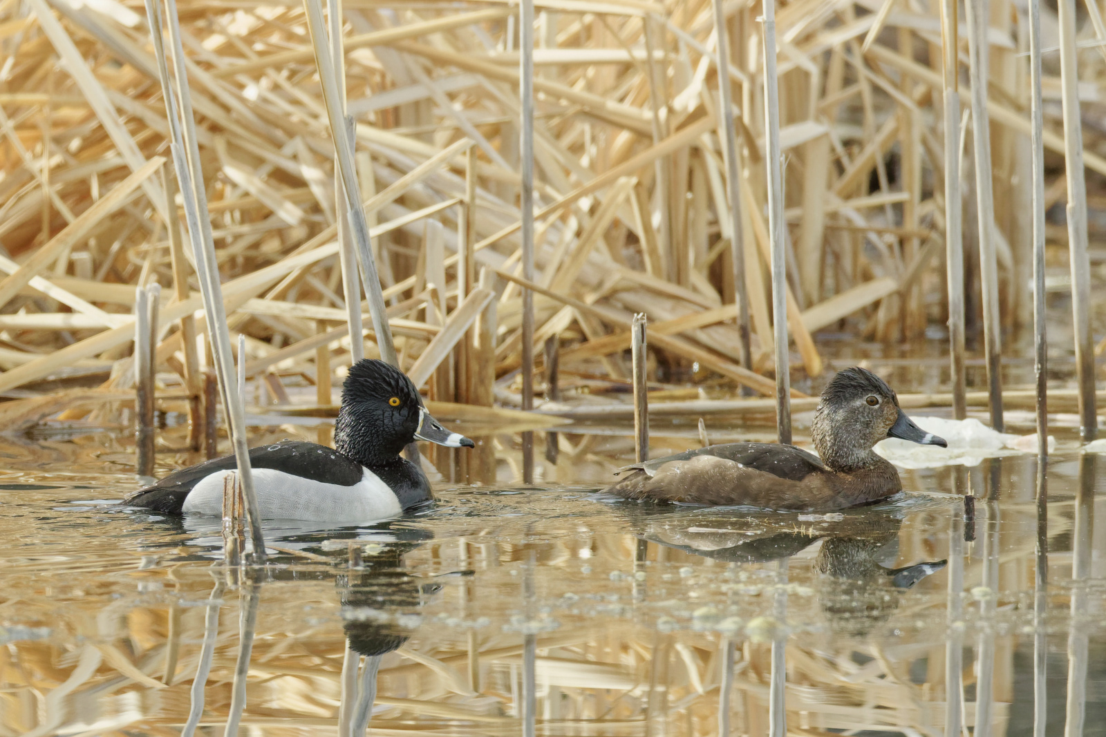 Ring-necked Duck