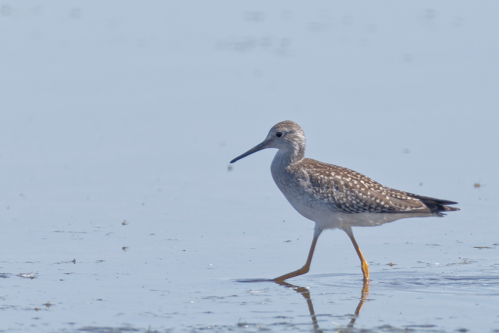 Lesser Yellowlegs