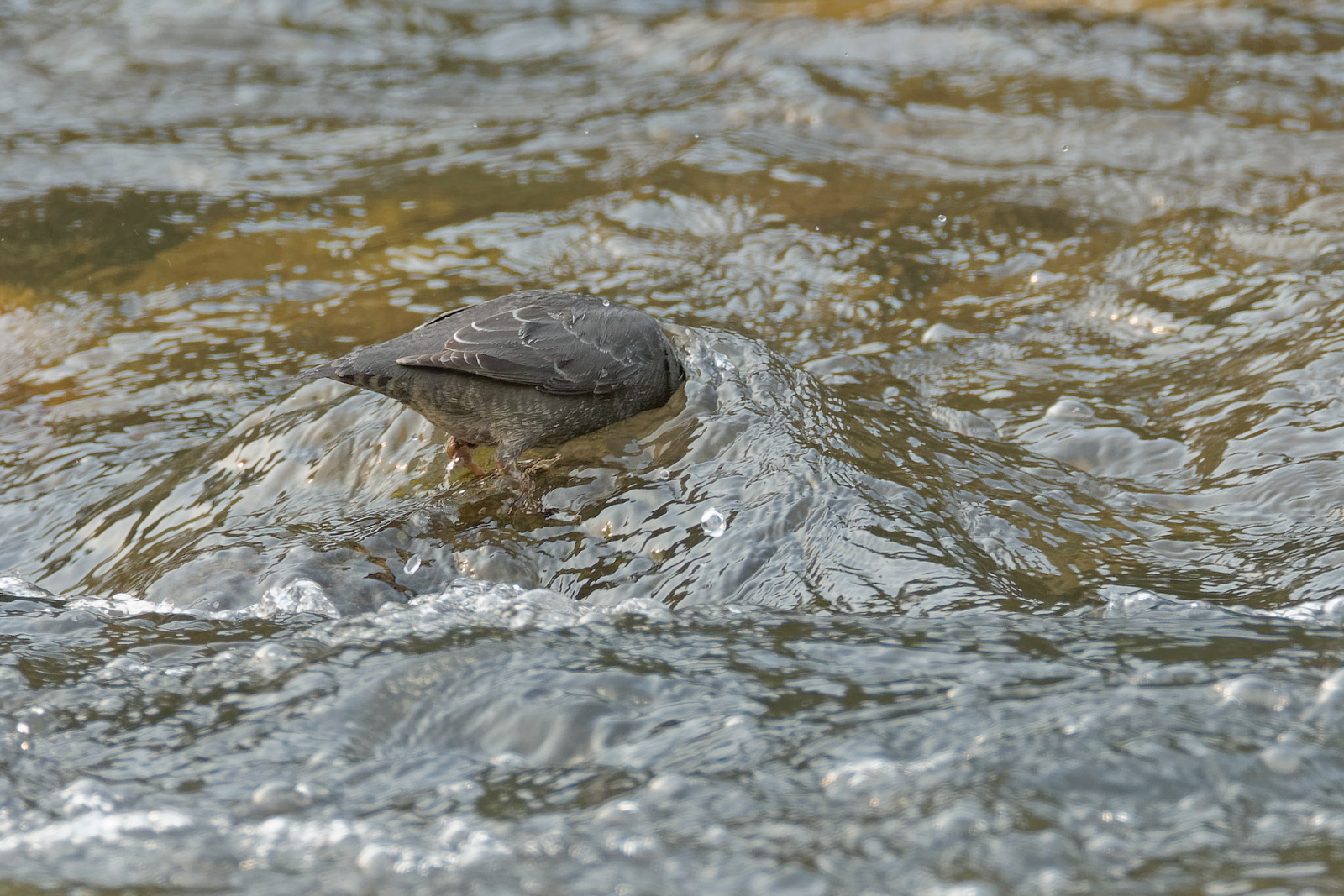 American Dipper