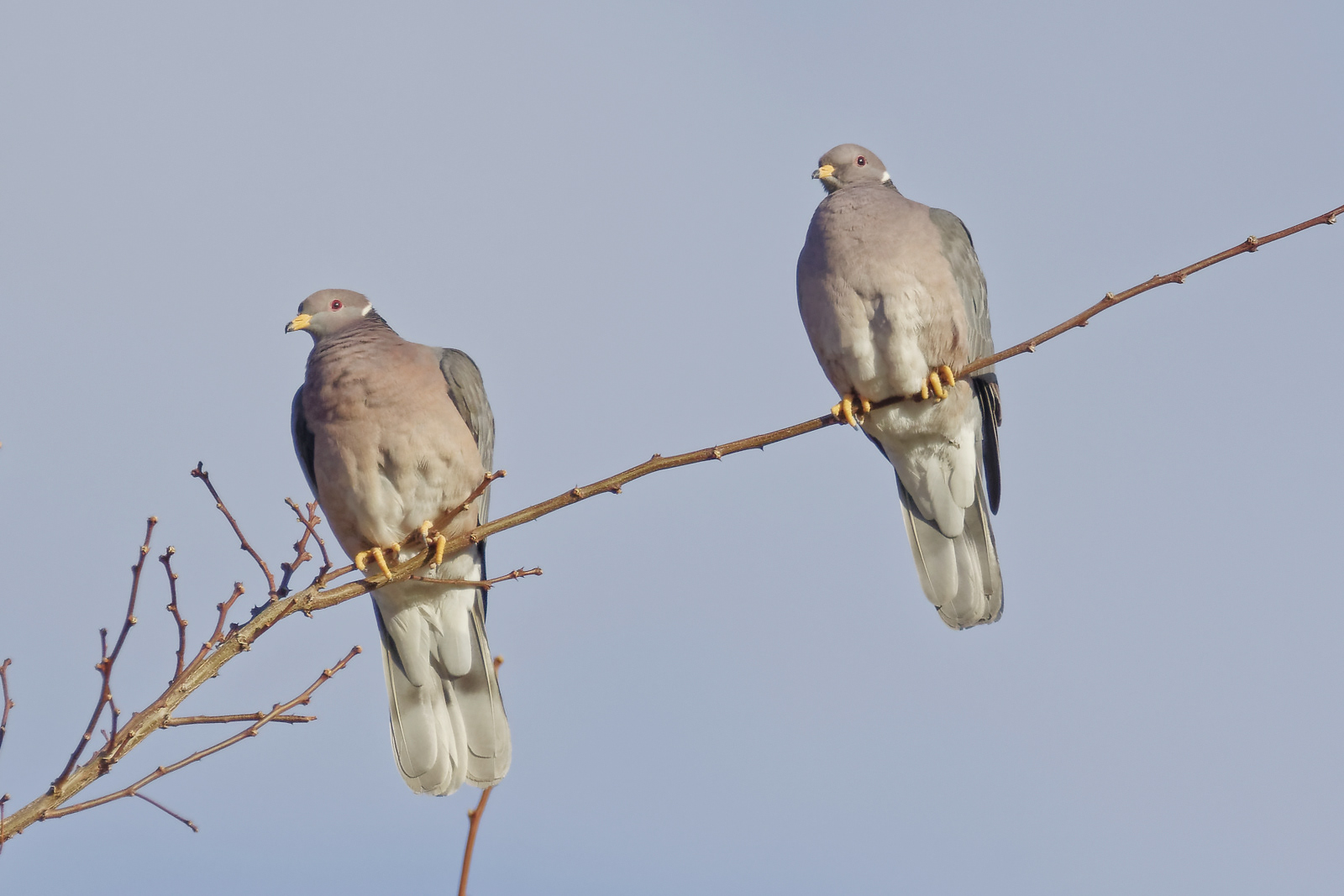 Band-tailed Pigeon