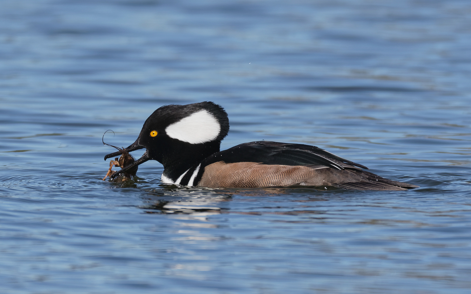 Hooded Merganser drake
