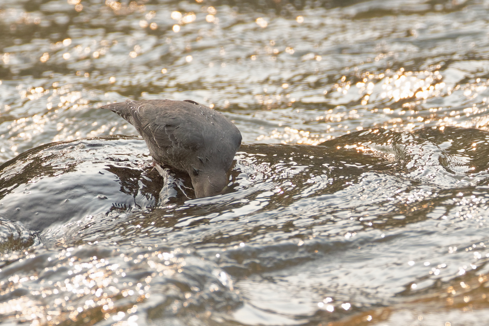American Dipper