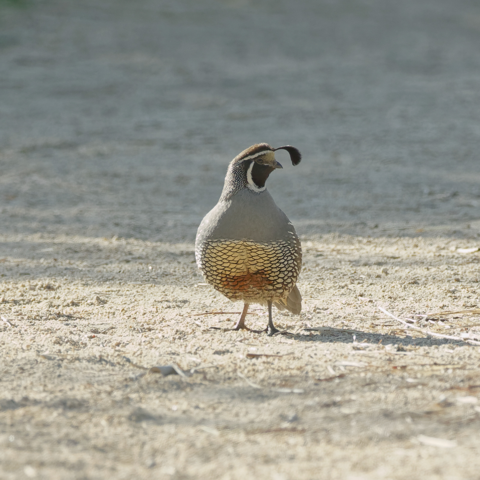 California Quail