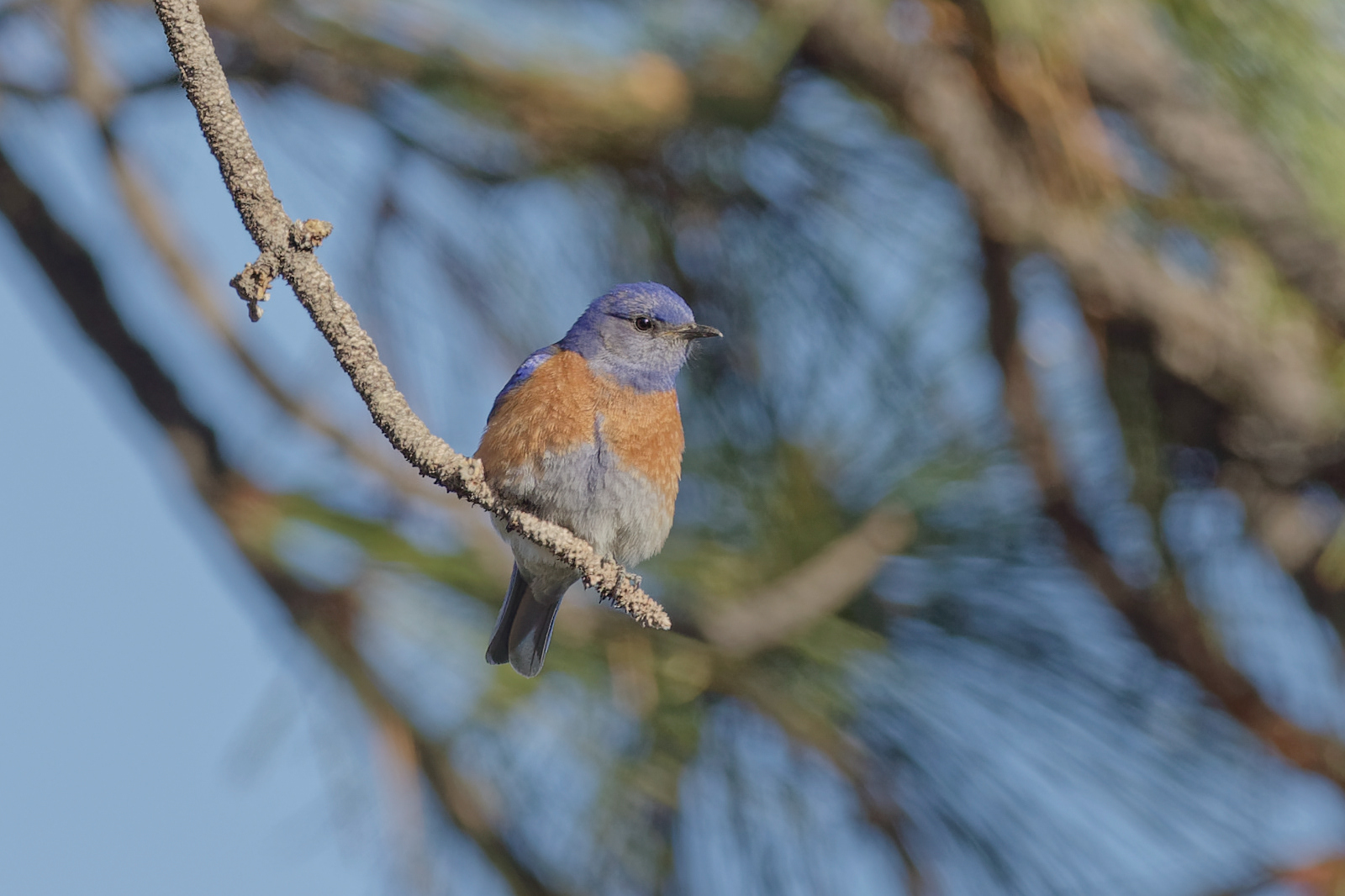 Western Bluebird male