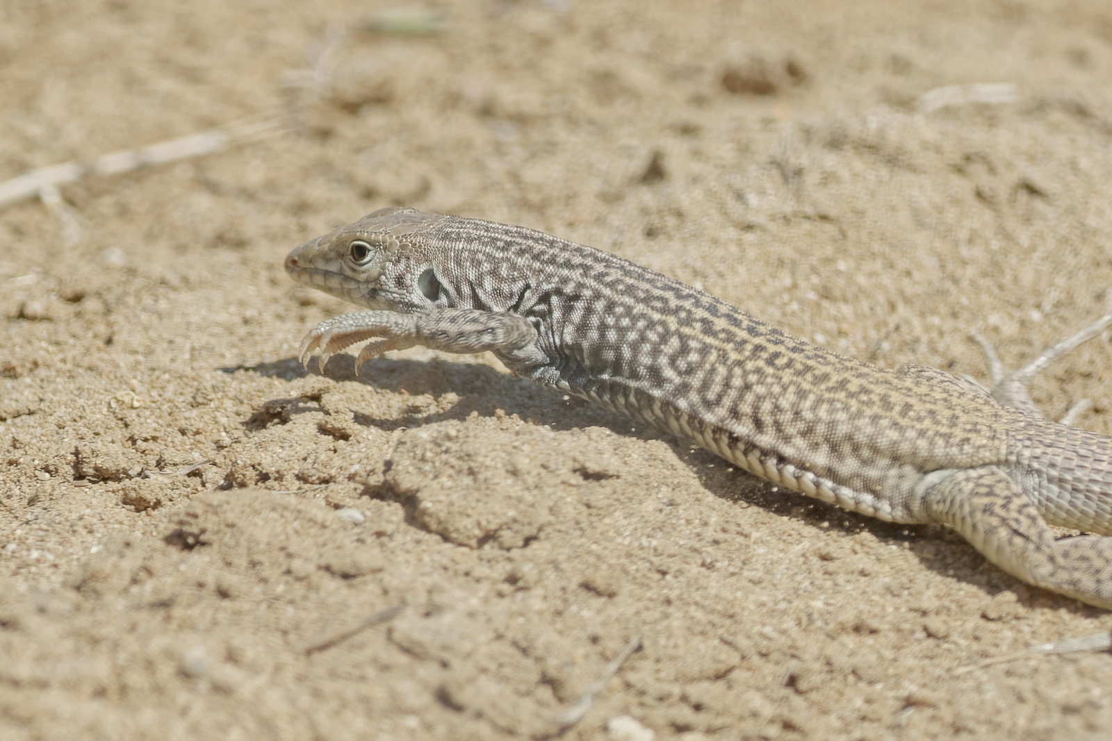 Western Whiptail Lizard