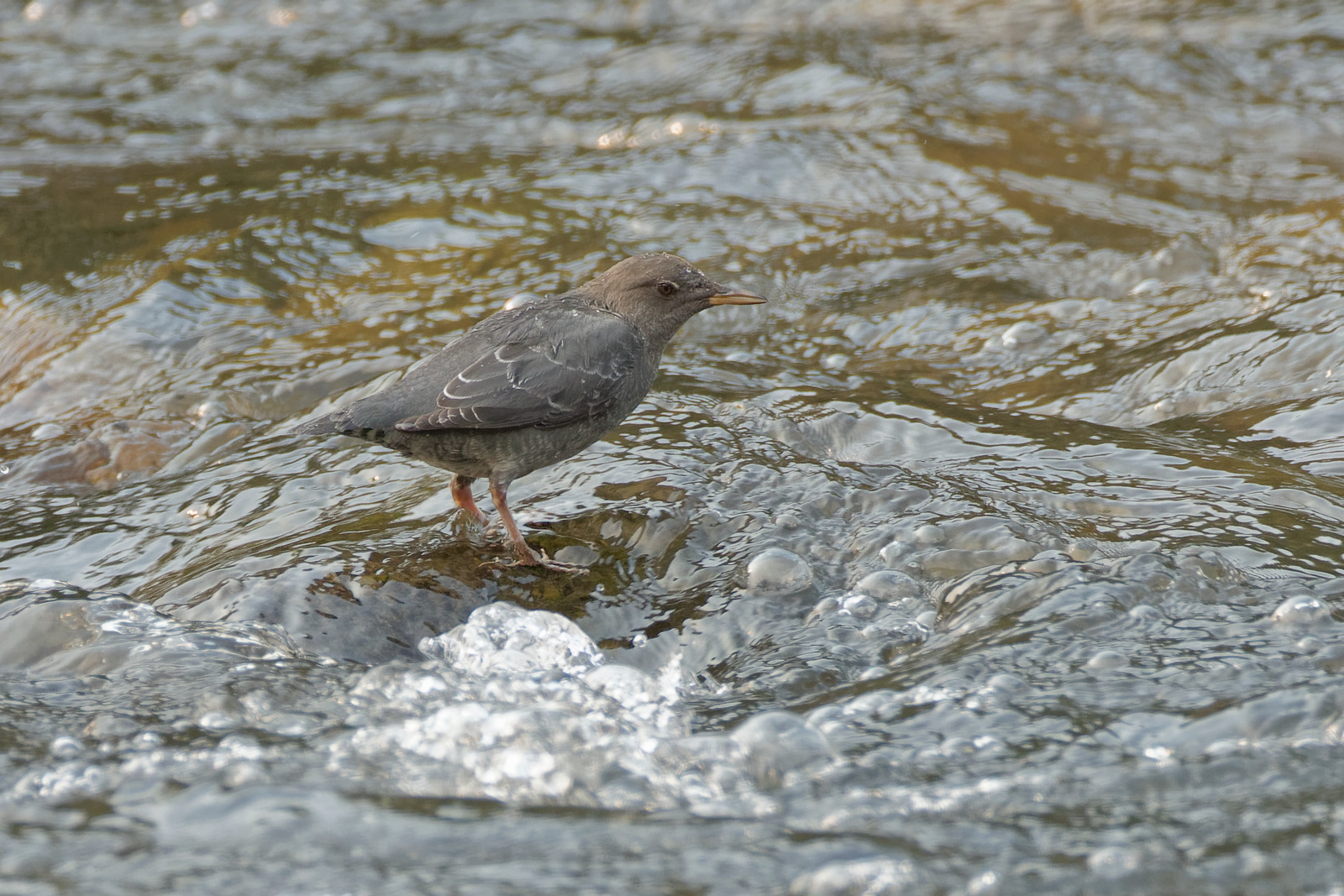 American Dipper