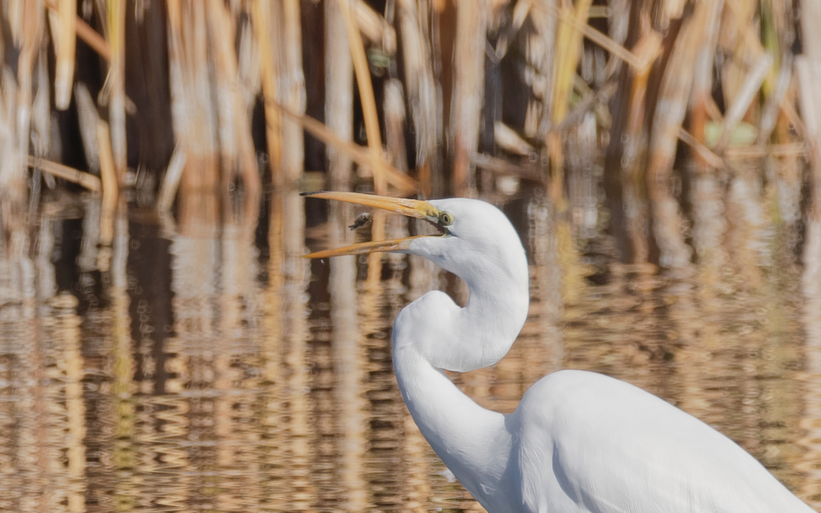 Great Egret