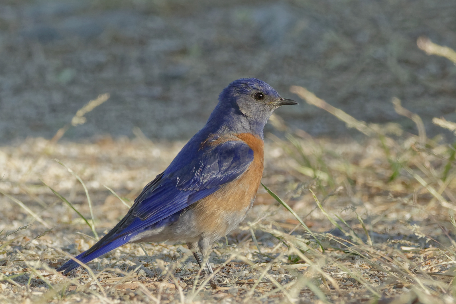 Western Bluebird male