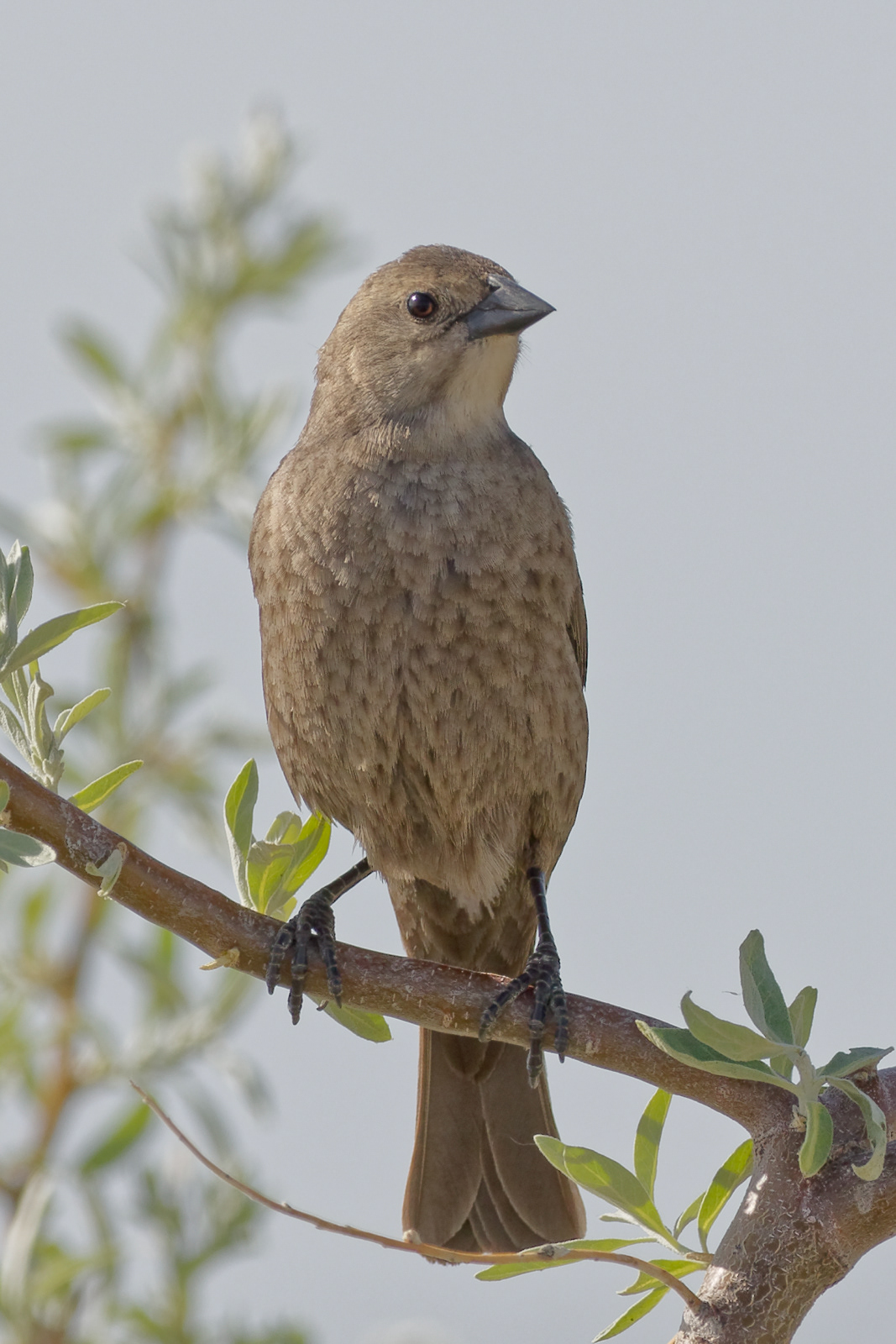 Brown-headed Cowbird female
